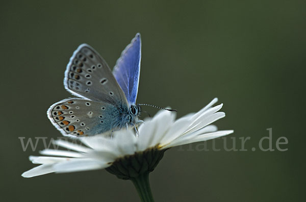 Gemeiner Bläuling (Polyommatus icarus)