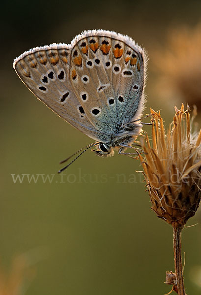 Gemeiner Bläuling (Polyommatus icarus)