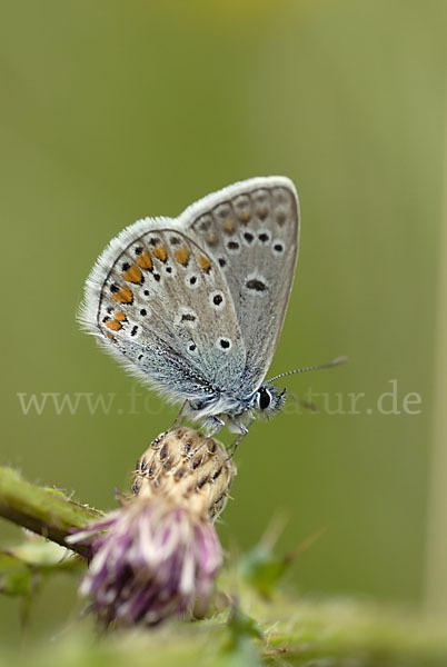 Gemeiner Bläuling (Polyommatus icarus)