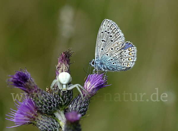 Gemeiner Bläuling (Polyommatus icarus)