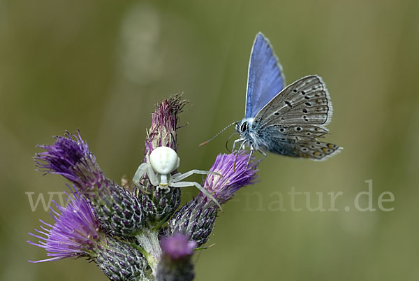 Gemeiner Bläuling (Polyommatus icarus)