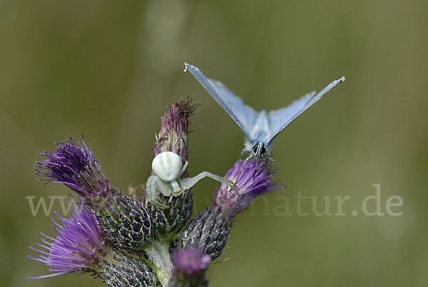 Gemeiner Bläuling (Polyommatus icarus)