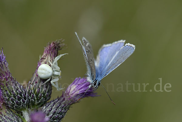 Gemeiner Bläuling (Polyommatus icarus)