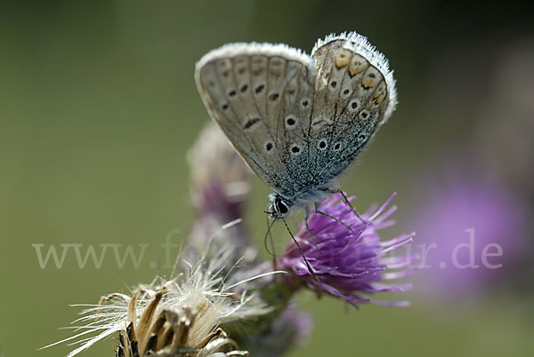 Gemeiner Bläuling (Polyommatus icarus)