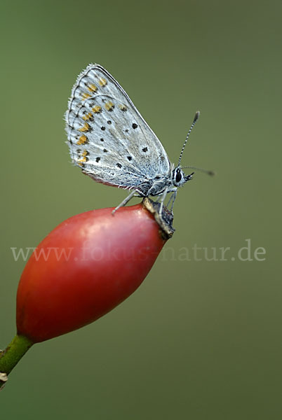 Gemeiner Bläuling (Polyommatus icarus)