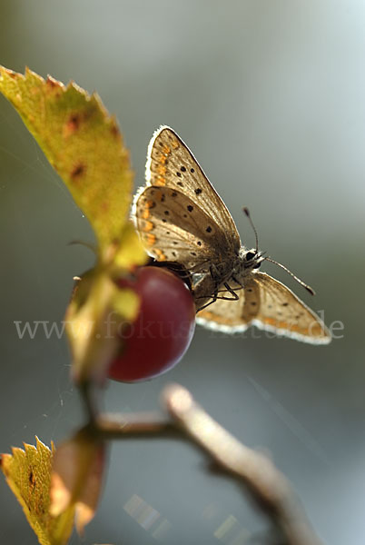 Gemeiner Bläuling (Polyommatus icarus)