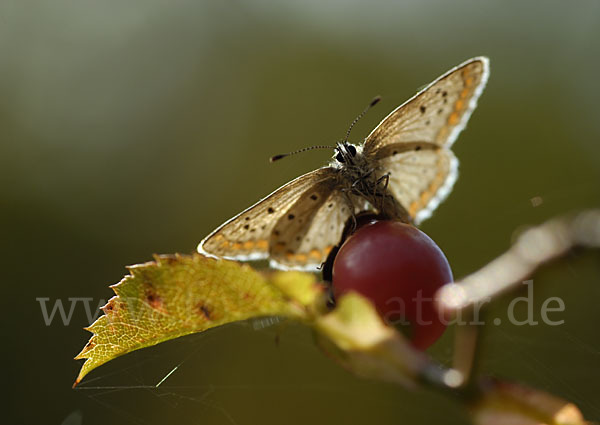 Gemeiner Bläuling (Polyommatus icarus)