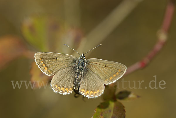 Gemeiner Bläuling (Polyommatus icarus)