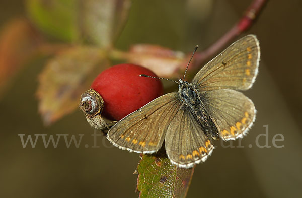 Gemeiner Bläuling (Polyommatus icarus)