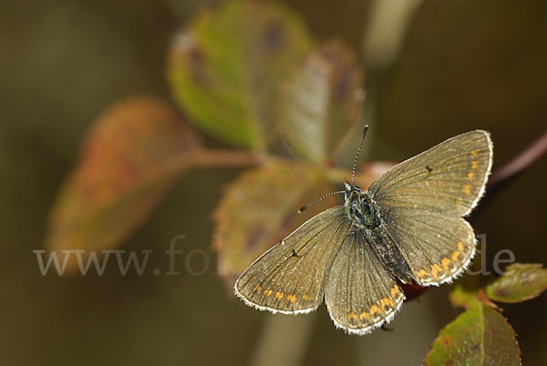 Gemeiner Bläuling (Polyommatus icarus)