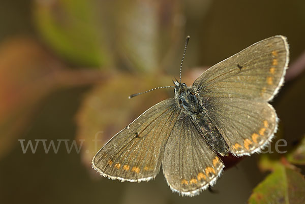 Gemeiner Bläuling (Polyommatus icarus)