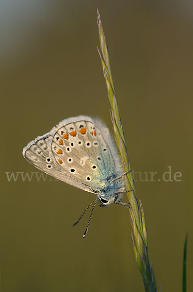 Gemeiner Bläuling (Polyommatus icarus)