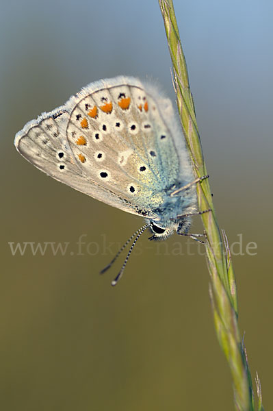 Gemeiner Bläuling (Polyommatus icarus)