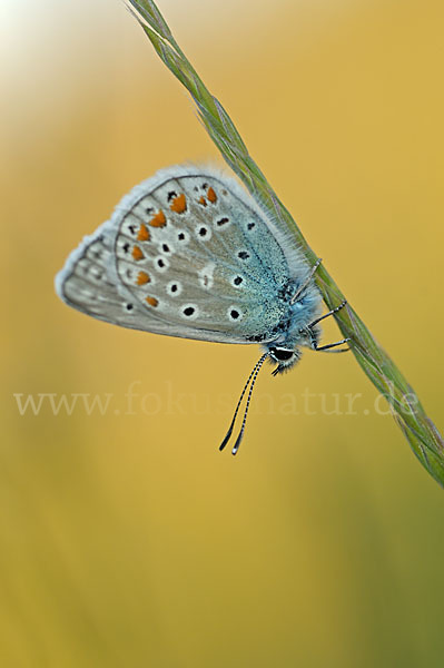 Gemeiner Bläuling (Polyommatus icarus)