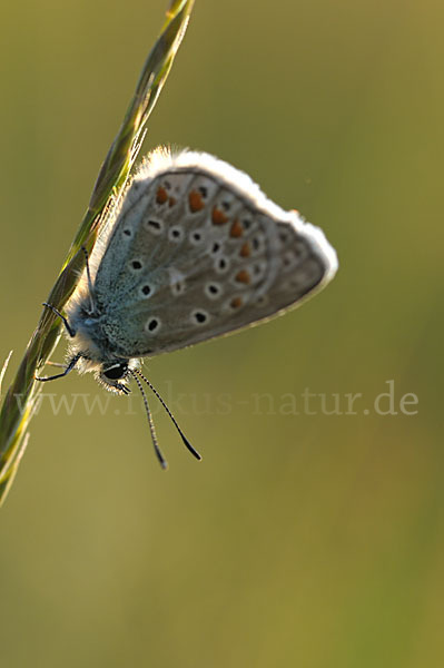 Gemeiner Bläuling (Polyommatus icarus)