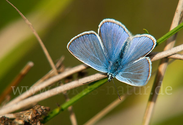 Gemeiner Bläuling (Polyommatus icarus)