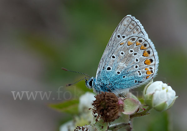 Gemeiner Bläuling (Polyommatus icarus)