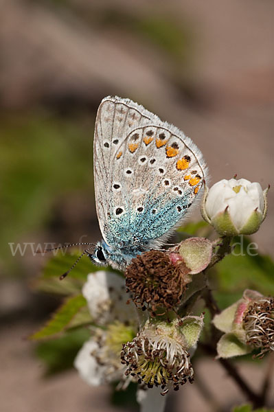 Gemeiner Bläuling (Polyommatus icarus)