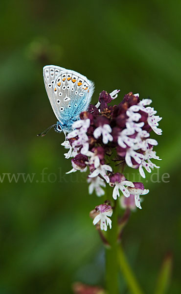 Gemeiner Bläuling (Polyommatus icarus)