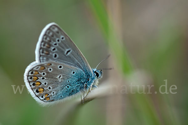 Gemeiner Bläuling (Polyommatus icarus)