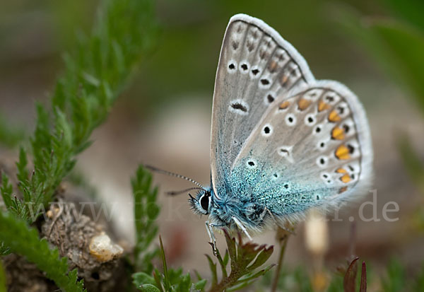 Gemeiner Bläuling (Polyommatus icarus)