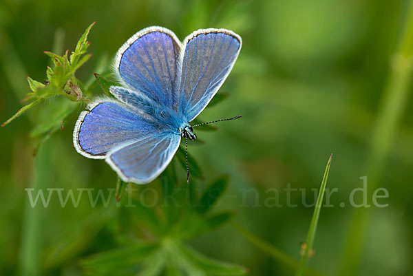 Gemeiner Bläuling (Polyommatus icarus)