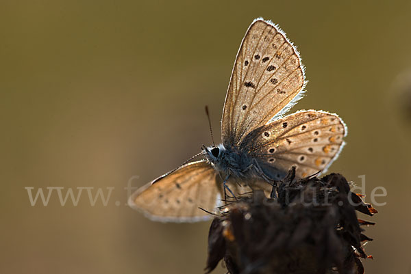 Gemeiner Bläuling (Polyommatus icarus)