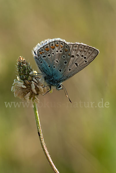 Gemeiner Bläuling (Polyommatus icarus)