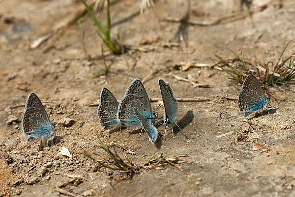 Gemeiner Bläuling (Polyommatus icarus)