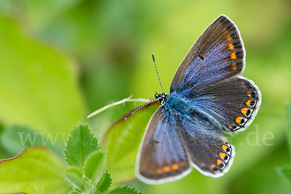 Gemeiner Bläuling (Polyommatus icarus)