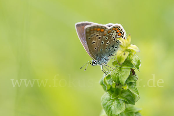 Gemeiner Bläuling (Polyommatus icarus)