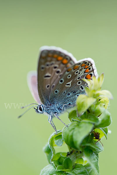 Gemeiner Bläuling (Polyommatus icarus)