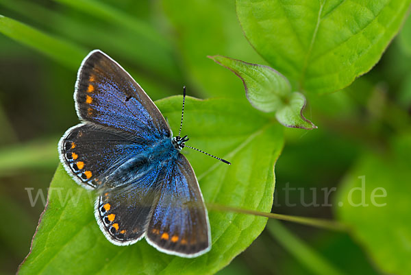 Gemeiner Bläuling (Polyommatus icarus)