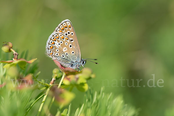 Gemeiner Bläuling (Polyommatus icarus)