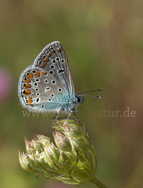 Gemeiner Bläuling (Polyommatus icarus)