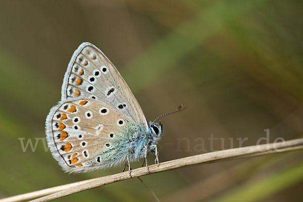 Gemeiner Bläuling (Polyommatus icarus)