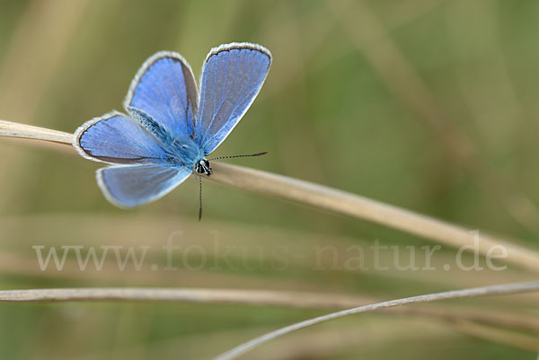 Gemeiner Bläuling (Polyommatus icarus)