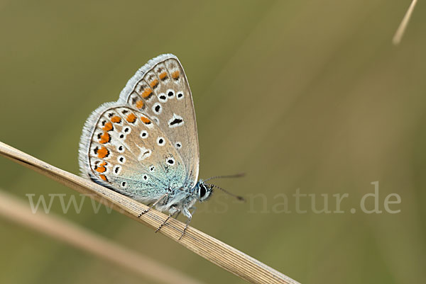 Gemeiner Bläuling (Polyommatus icarus)