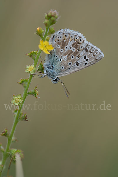 Gemeiner Bläuling (Polyommatus icarus)