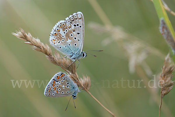 Gemeiner Bläuling (Polyommatus icarus)