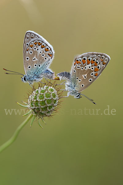 Gemeiner Bläuling (Polyommatus icarus)