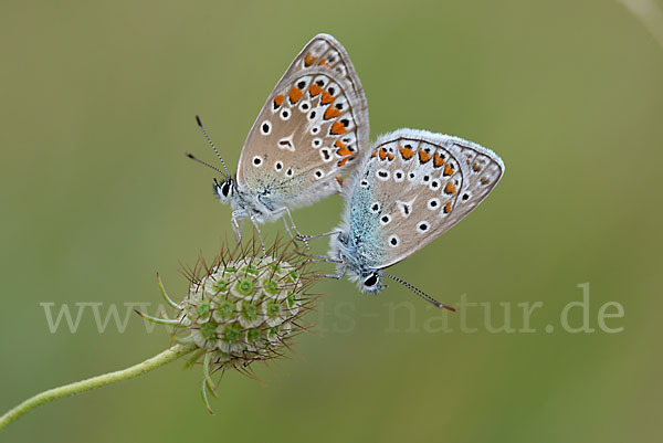 Gemeiner Bläuling (Polyommatus icarus)