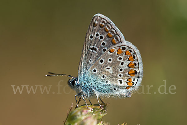 Gemeiner Bläuling (Polyommatus icarus)