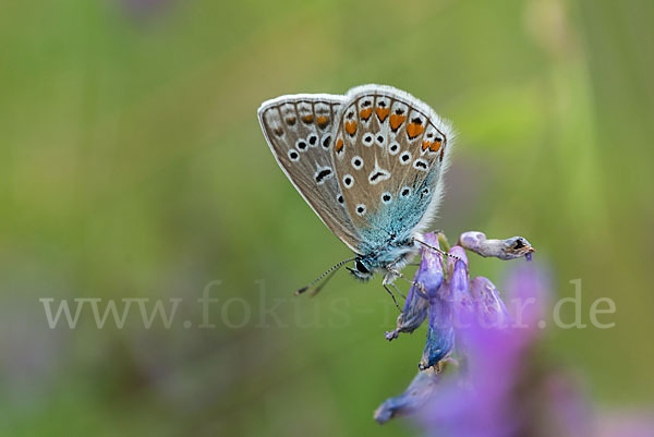 Gemeiner Bläuling (Polyommatus icarus)