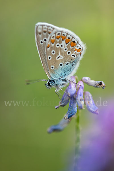 Gemeiner Bläuling (Polyommatus icarus)