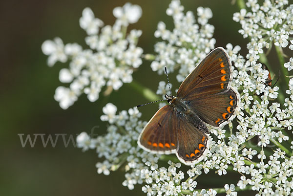 Gemeiner Bläuling (Polyommatus icarus)