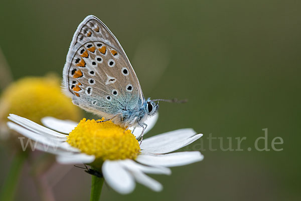 Gemeiner Bläuling (Polyommatus icarus)