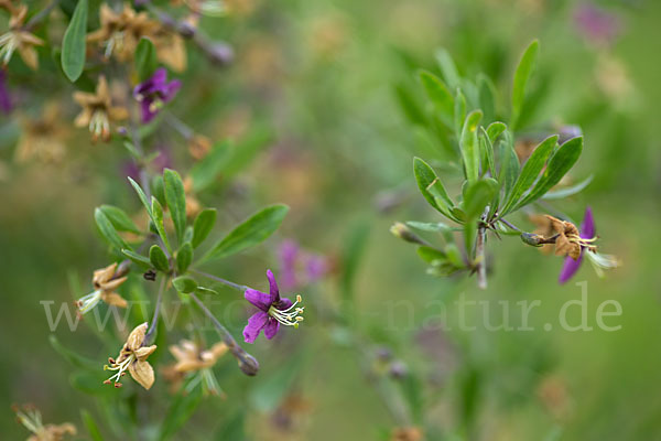 Gemeiner Bocksdorn (Lycium barbarum)