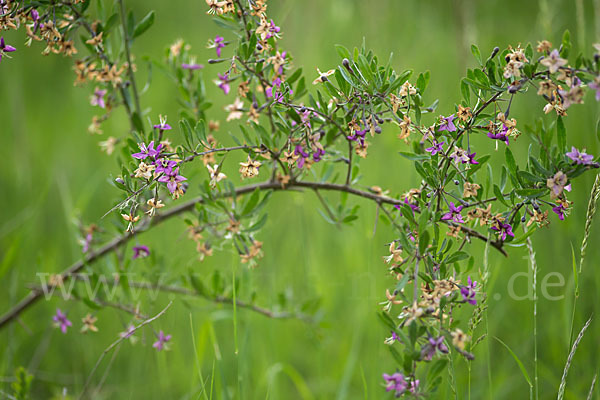 Gemeiner Bocksdorn (Lycium barbarum)