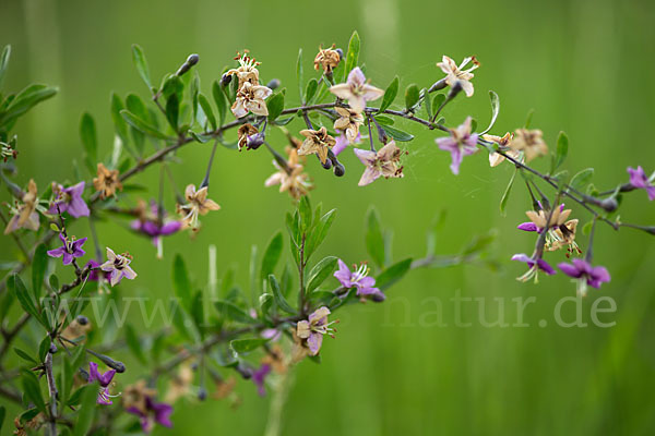 Gemeiner Bocksdorn (Lycium barbarum)